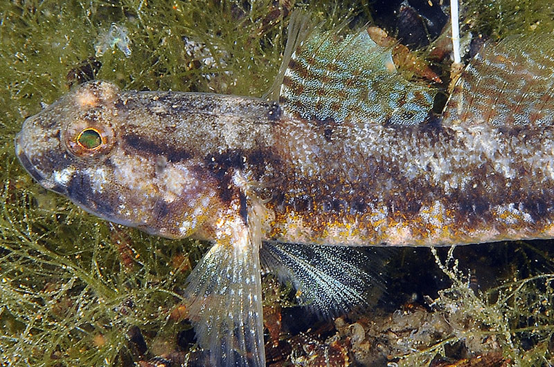 Gobius couchi da Livorno